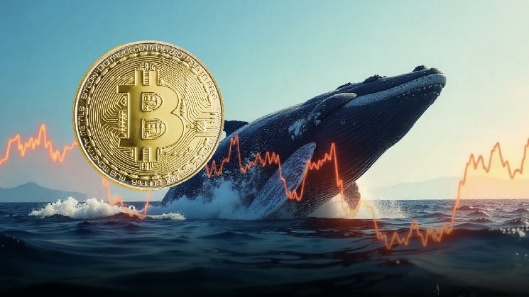 Illustration representing a Bitcoin whale investor placing a large short position